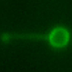 Laser tweezer nano-manipulation